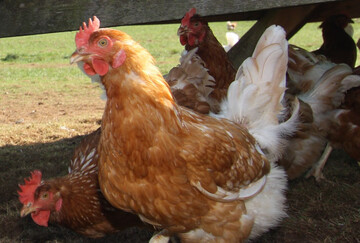 Die Legehennenhaltung hat 2024 in Betrieben mit mehr als 3000 Tieren gegen�ber dem Vorjahr leicht zugenommen.