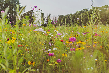 Patenschaften f�r Blumenwiesen sind bei verschiedenen Anbietern m�glich.