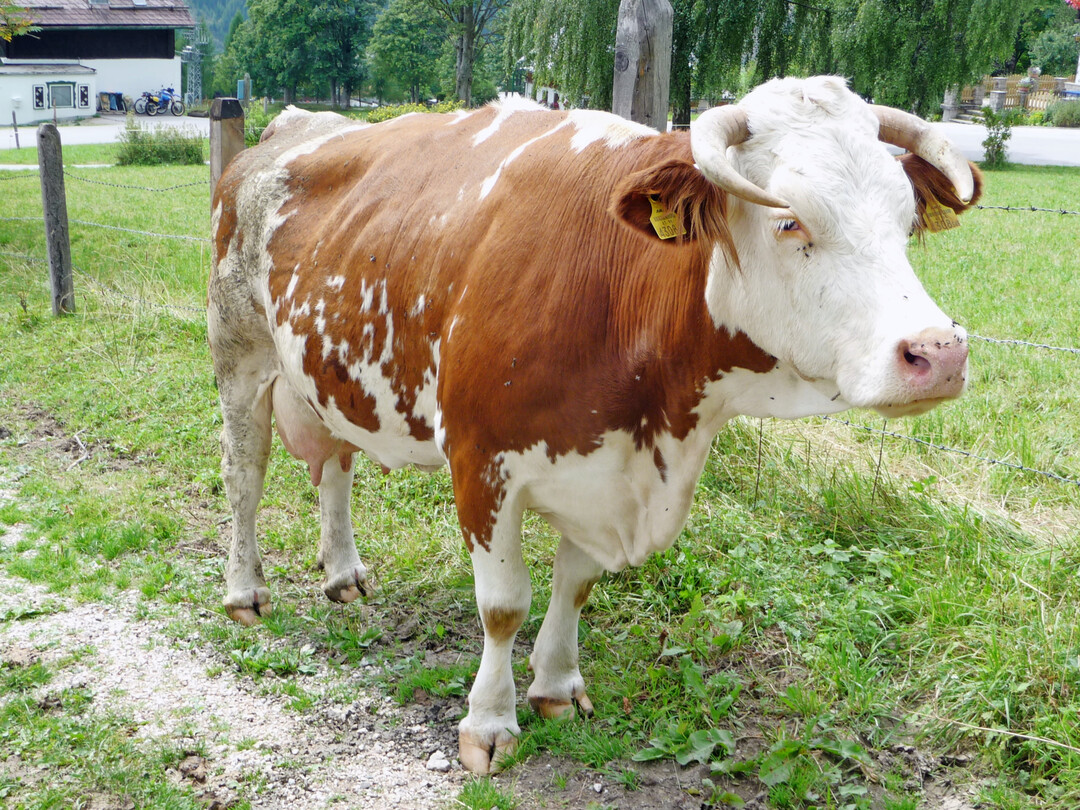 Gesund und fit alt werden: Die Nutzungsdauer und K�rpermasse entscheiden bei Fleckviehk�hen �ber die Wirtschaftlichkeit.