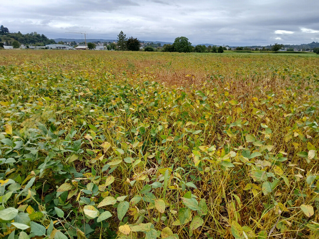 Die Abreife war zum Teil sehr unterschiedlich.