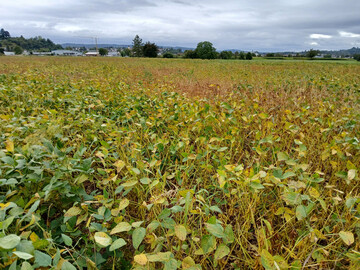 Die Abreife war zum Teil sehr unterschiedlich.