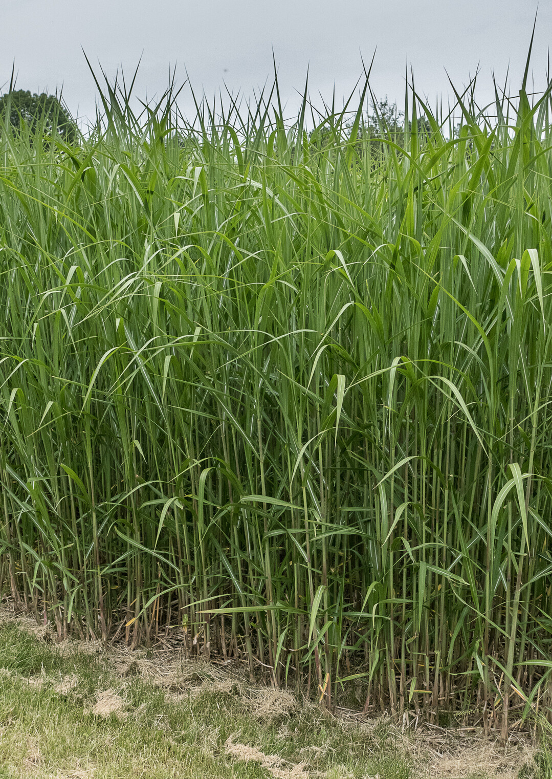 Als Pflanze mit effizienter Biomasseproduktion bietet Miscanthus gro�es Potenzial f�r nachwachsende Rohstoffe.