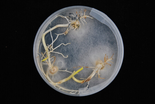 Die Abbildung zeigt eine infizierte Maisprobe mit G. ultimum var. ultimum. Das Schadpotenzial von G. ultimum var. ultimum ist besonders hoch. Diese Spezies weist sowohl eine dominante Verbreitung als auch eine starke Pathogenität auf. Pflanzen, die mit G. ultimum var. ultimum infiziert sind, zeigen deutliche Symptome wie stark vermindertes Wurzel- und Sprosswachstum und weisen eine braune Wurzelfäule auf.