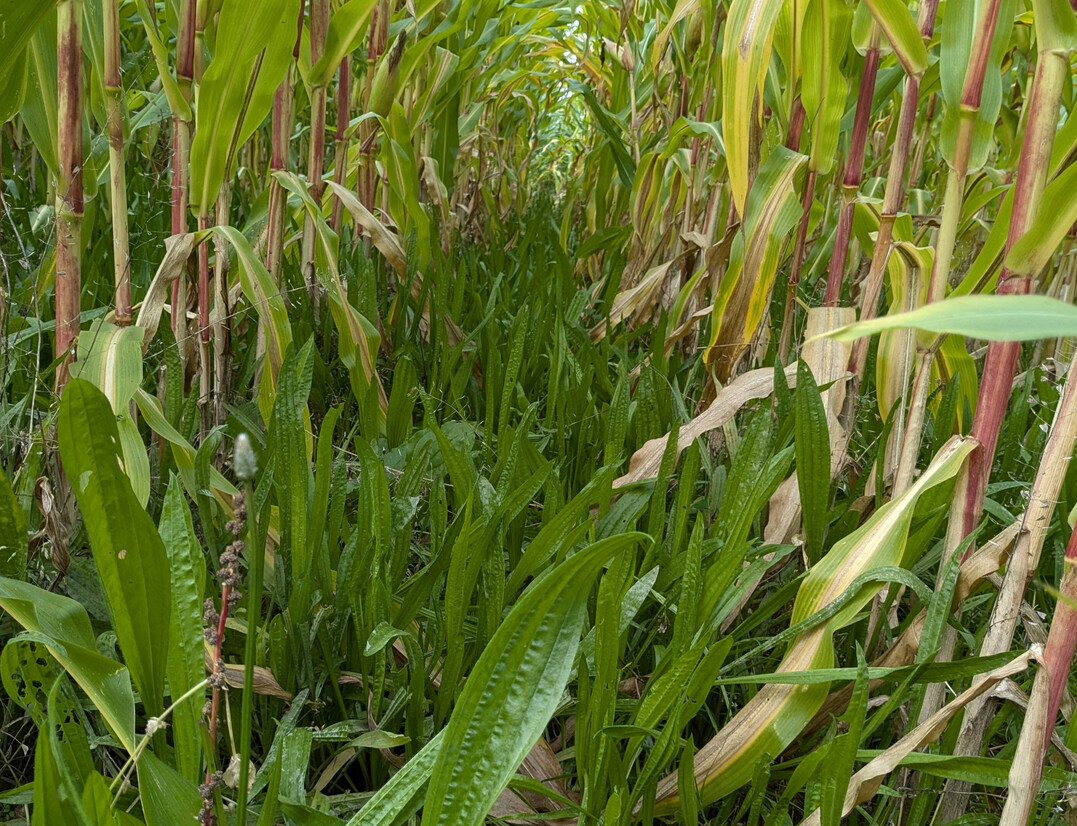 Spitzwegerich im Mais: Als Untersaat zwischen den Maisreihen soll der Spitzwegerich Stickstoffauswaschungen reduzieren.
