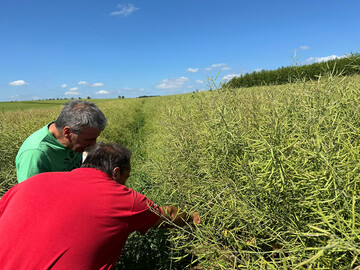 Die kleinere Rapsernte steigert den Importbedarf Deutschlands.