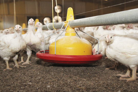 Eine Studie aus Japan zeigt, dass essenzielle Aminos�uren in proteinreduziertem Futter Wachstumsverluste bei Masth�hnchen ausgleichen und Stickstoffemissionen reduzieren k�nnen.