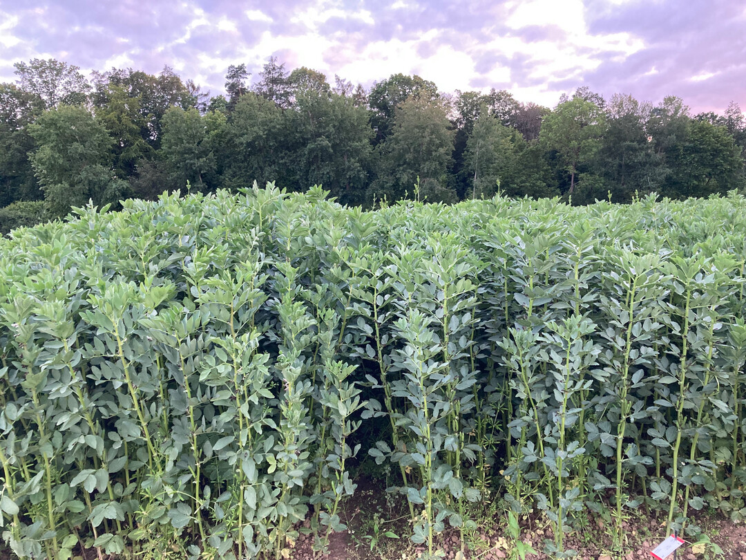 �kowinterackerbohne 2024 mit enormem Wuchs.