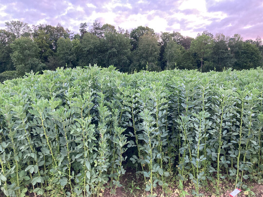 �kowinterackerbohne 2024 mit enormem Wuchs.