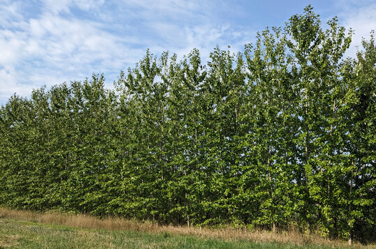 Kurzumtriebsplantagen sind Anpflanzungen schnell wachsender Baumarten.