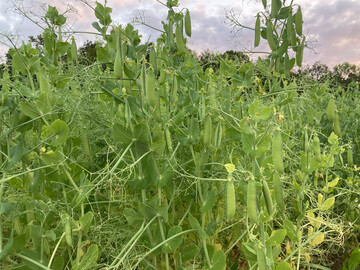 Der Durchschnittsertrag bei den Ökokörnererbsen lag 2024 mit 31,7 dt/ha um rund 8 dt/ha über dem Vorjahresertrag.