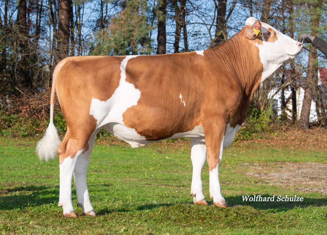 1 Der Bulle Harvest (Heiligtum x Hutera) mit einem GZW von 141 ist der Vererber für Nutzungsdauer (129), Euterqualität (124) und Fruchtbarkeit (113).