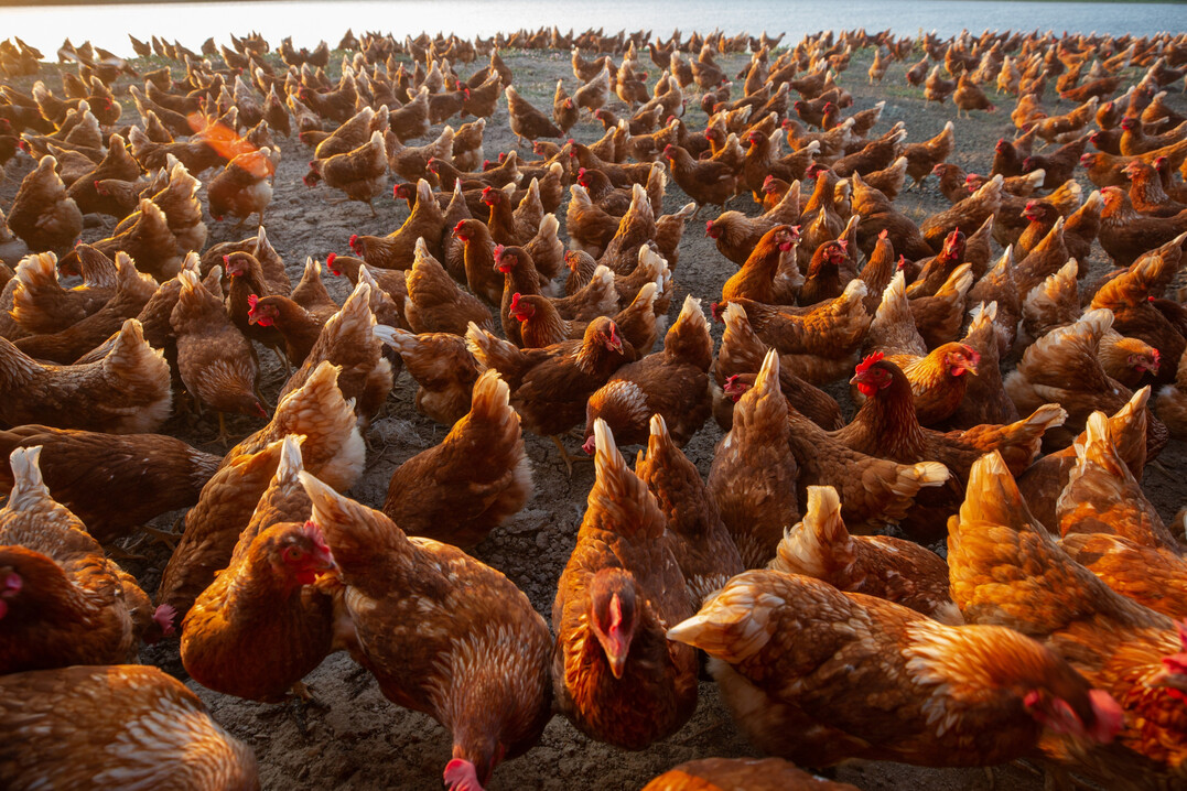 In Neuseeland ist erstmals ein Fall von Gefl�gelpest aufgetreten. 