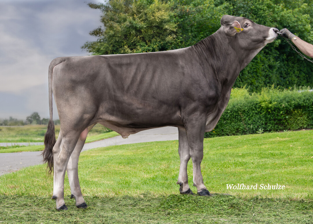 Der Brown Swiss-Bulle verfügt über einen Gesamtzuchtwert (GZW) von 152. Er führt das aktuelle Dezember-Ranking an.
