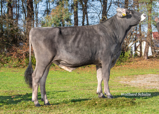 Ein interessanter Neueinsteiger ist Holiday (Hotshot*Vassri*Amorie) mit einem GZW von 145.