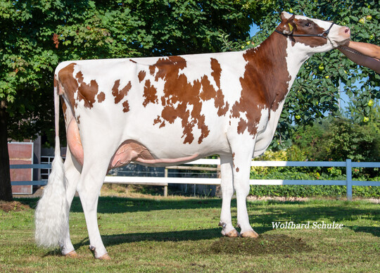 2 Die rotbunte Holsteinkuh Lilli stammt vom Vererber Groovy P ab, der milchtypische, elegante Kühe mit breitem und gut geneigtem Becken vererbt.