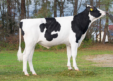 1 Der schwarzbunte Holstein-Vererber Caping punktet mit einem Gesamtzuchtwert (RZG) von 148 auf der aktuellen Topliste.