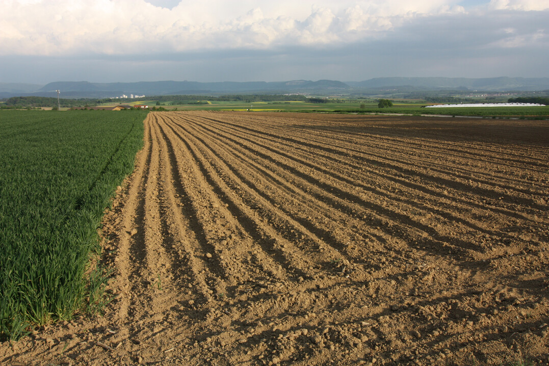 Die weltweite Anbaufl�che f�r Weizen stagniert fast. Dagegen w�chst der Weizenbedarf weiter infolge der Bev�lkerungszunahme in Afrika und Asien.