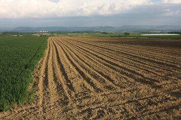 Die weltweite Anbaufl�che f�r Weizen stagniert fast. Dagegen w�chst der Weizenbedarf weiter infolge der Bev�lkerungszunahme in Afrika und Asien.