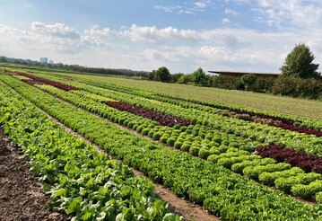 Das Bundesministerium f�r Ern�hrung und Landwirtschaft (BMEL) f�rdert Forschungsvorhaben zu Pflanzenschutzverfahren im Acker- und Gem�sebau mit konservierender und erosionsmindernder Bodenbearbeitung sowie in Dauerkulturen. 