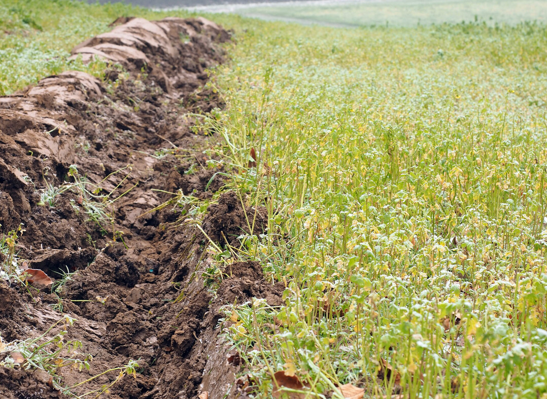Abfrierende Zwischenfrucht Gelbsenf wird untergepflügt. Zwischenfrüchte bieten das größte Potenzial für die Kohlenstoffbindung.