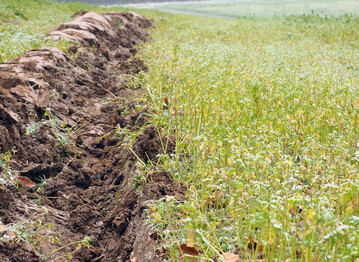Abfrierende Zwischenfrucht Gelbsenf wird untergepfl�gt. Zwischenfr�chte bieten das gr��te Potenzial f�r die Kohlenstoffbindung. 