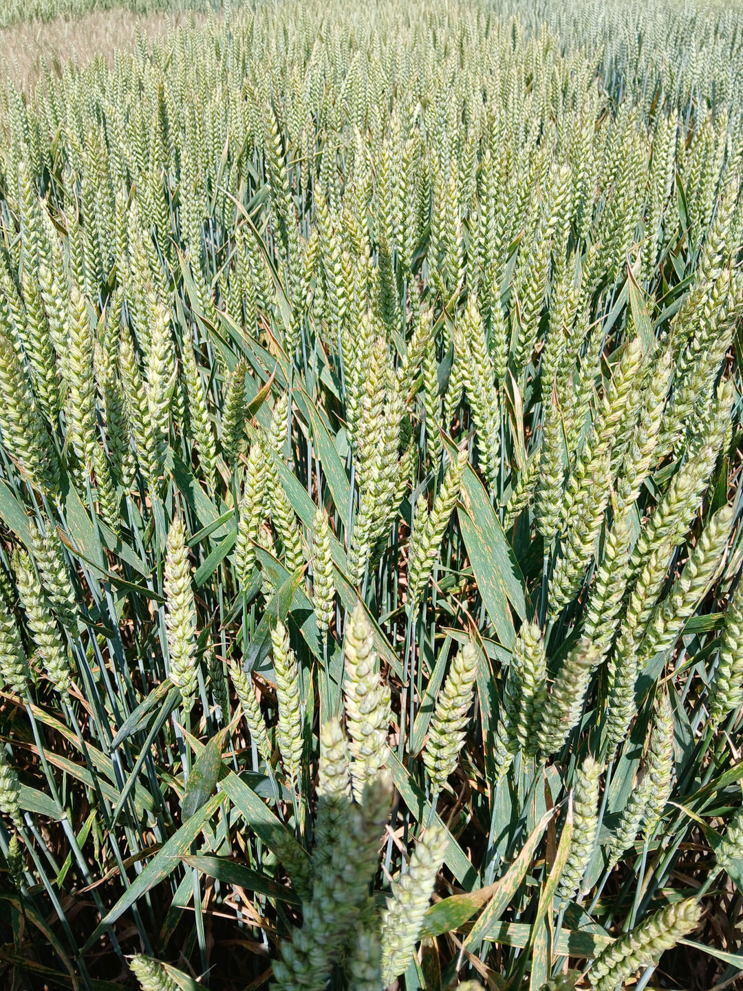 Landessortenversuche Winterweizen 2024 (25. Juli Standort Krauchenwies).