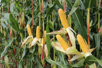 F�r Silomais z�hlen eher Qualit�tseigenschaften, f�r Biogasmais mehr der Ertrag.