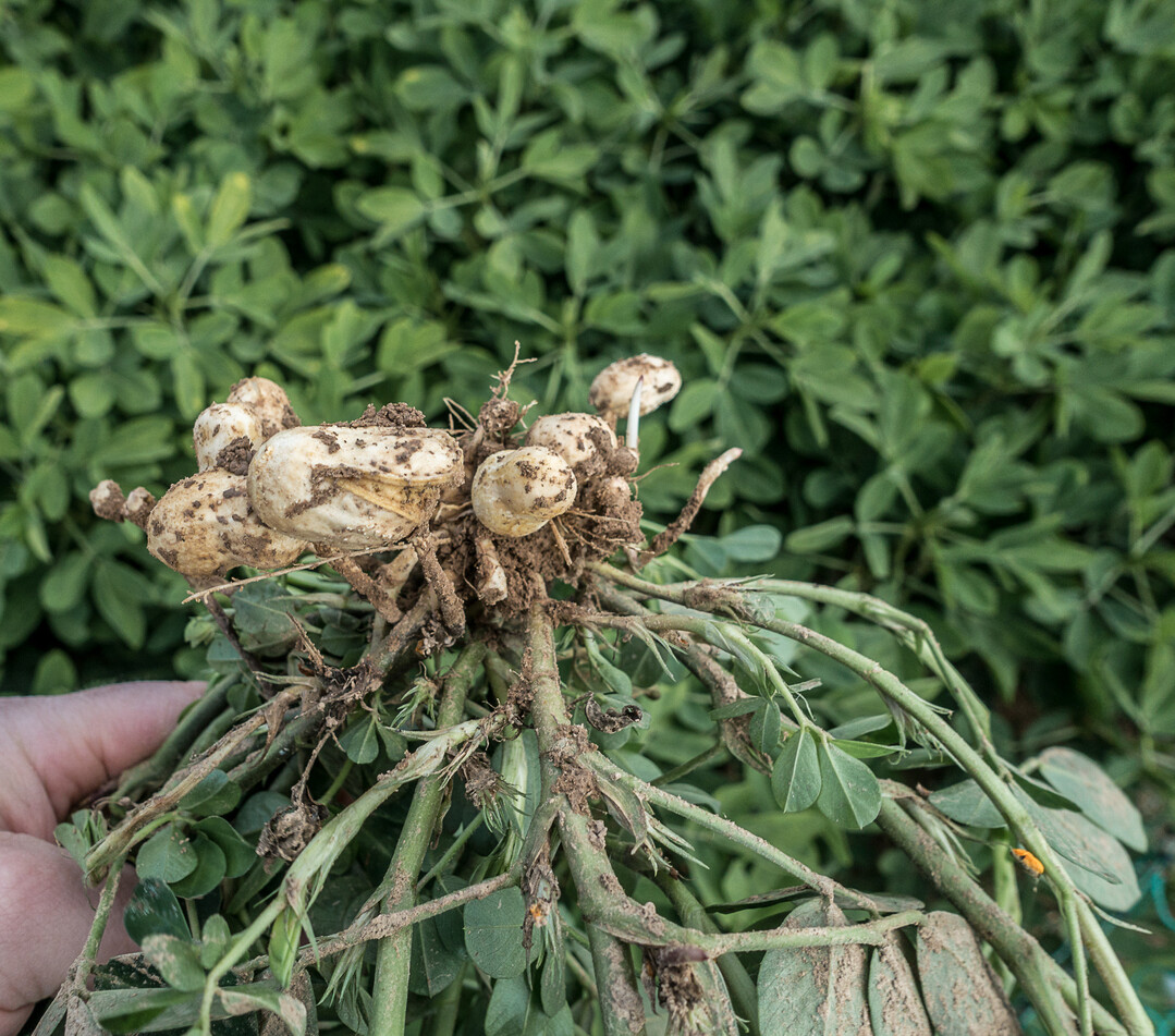 Erdnüsse könnten eine interessante Nischenkultur sein.