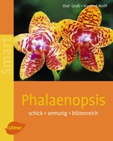 Phalaenopsis