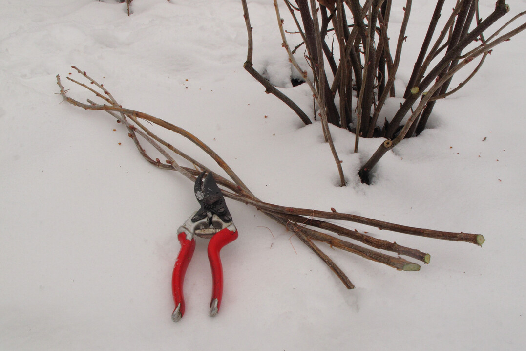 Zu den Winterarbeiten im Obstgarten geh�rt es, Steckholz zur Vermehrung zu schneiden, wie hier bei Johannisbeere.