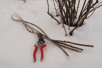Zu den Winterarbeiten im Obstgarten geh�rt es, Steckholz zur Vermehrung zu schneiden, wie hier bei Johannisbeere.