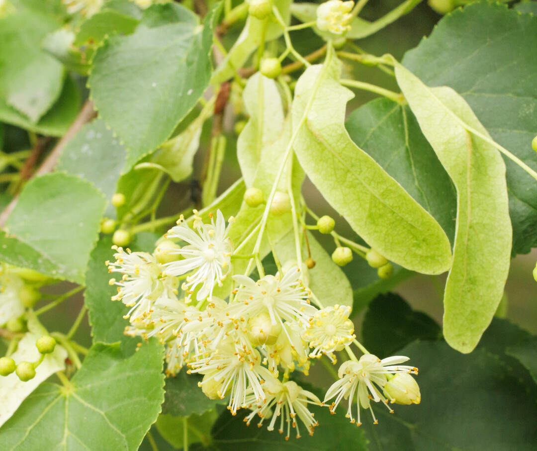 Die Linde wurde zur Heilpflanze des Jahres 2025 gew�hlt.