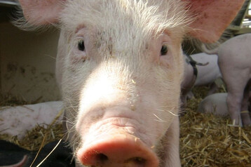  Schweinefleisch umweltfreundlich erzeugen.