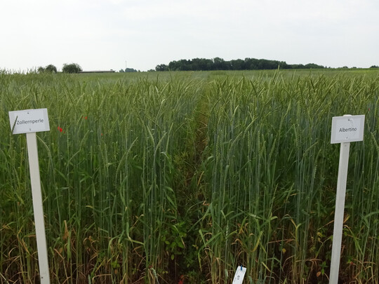 Bei den Qualitäten, insbesondere Feuchtkleber (25,9 %) und Rohprotein (13,2 %), schnitten die Sorten 2024 besser ab als im Vorjahr.