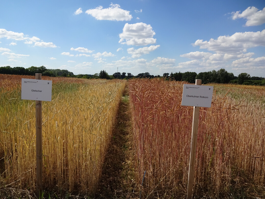 Der Durchschnittsertrag über alle Standorte lag 2024 bei 36,4 dt/ha und somit deutlich unter den Erträgen des Vorjahres.