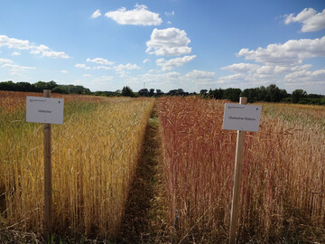 Der Durchschnittsertrag �ber alle Standorte lag 2024 bei 36,4 dt/ha und somit deutlich unter den Ertr�gen des Vorjahres.