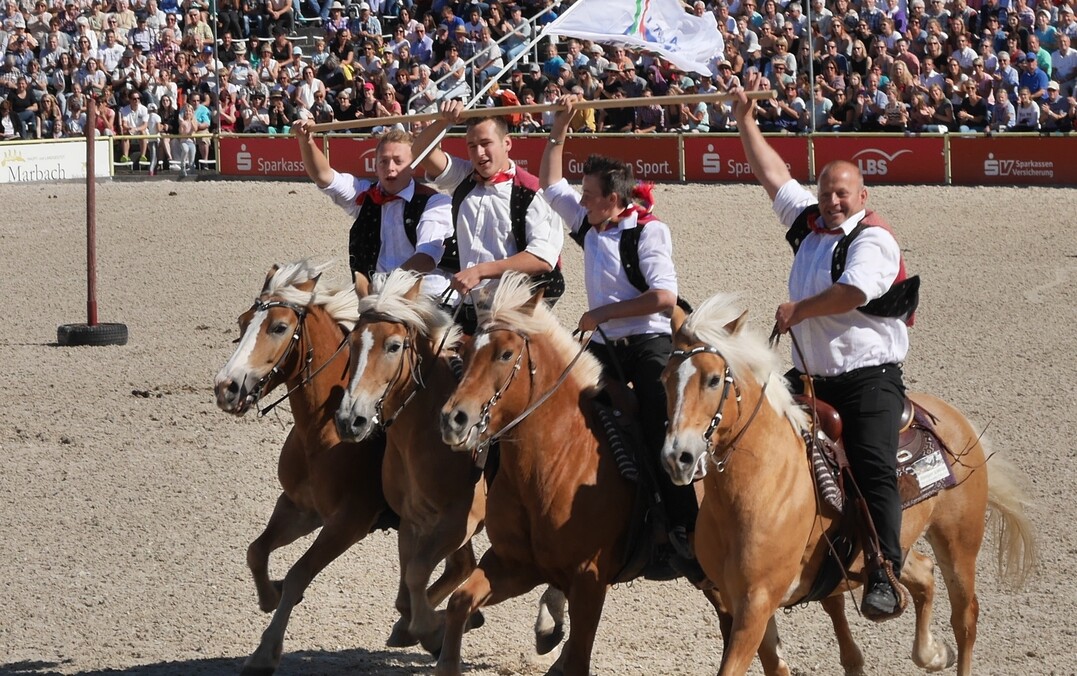 Gleich zu Beginn der Hengstparade in Marbach begeistern rasante Reiter mit ihren Haflingern aus S�dtirol das Publikum.