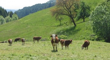 Das Land will nat�rliche Standortnachteile und Bewirtschaftungserschwernisse auf Gr�nlandstandorten st�rker ausgleichen.