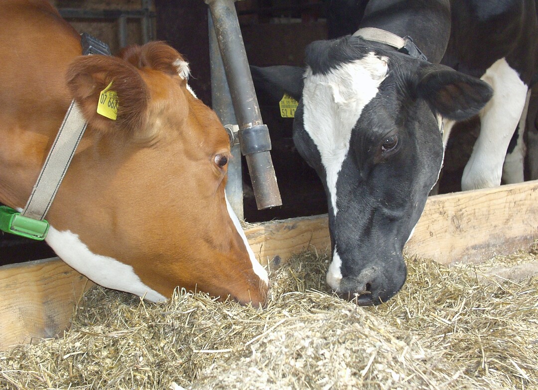Die Bauernverb�nde und Landwirtschaftsministerien in S�ddeutschland setzen auf die F�rderung von Laufst�llen und lehnen gesetzliche Verbote der Anbindehaltung ab.der Weiterentwicklung