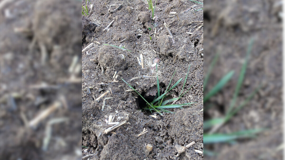 Bei der Bekämpfung von Mäusen gibt es einiges zu beachten. Giftködern müssen mit einer Legeflinte in die Feldmausgänge eingebracht werden und dürfen auf keinen Fall an der Oberfläche liegen.