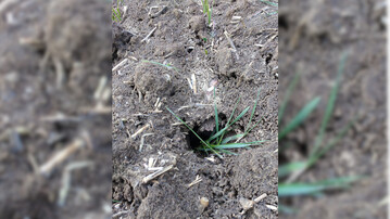 Bei der Bek�mpfung von M�usen gibt es einiges zu beachten. Giftk�dern m�ssen mit einer Legeflinte in die Feldmausg�nge eingebracht werden und d�rfen auf keinen Fall an der Oberfl�che liegen.