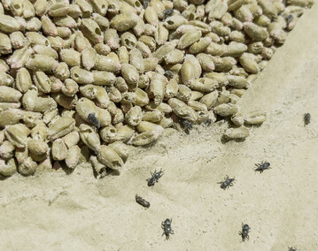 Kornk�fer k�nnen schwere Sch�den an gelagertem Getreide verursachen.