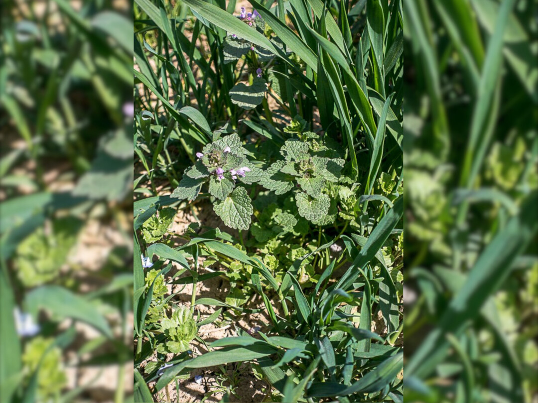 Unkr�uter zwischen Getreidereihen.