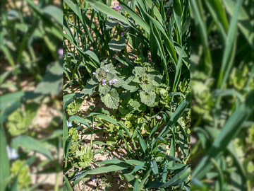 Unkräuter zwischen Getreidereihen.