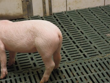 Damit sich Ferkel nicht gegenseitig in den Schwanz bei�en, ist eine attraktive Stallumgebung mit �berschaubaren Gruppengr��en n�tig.