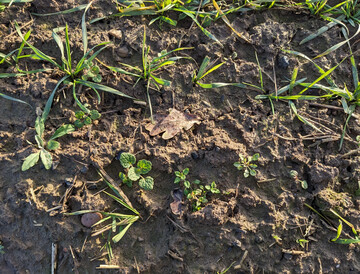 Schauen Sie schon jetzt, welche Unkr�uter in Ihrem Wintergetreide vorkommen.
