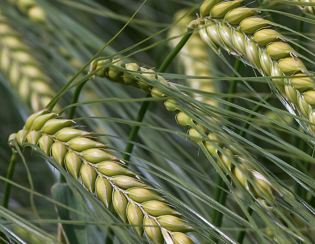 Die H�he der N-D�ngung zu Sommergerste muss wohl�berlegt sein, um Qualit�t und Ertragsh�he zu optimieren.  