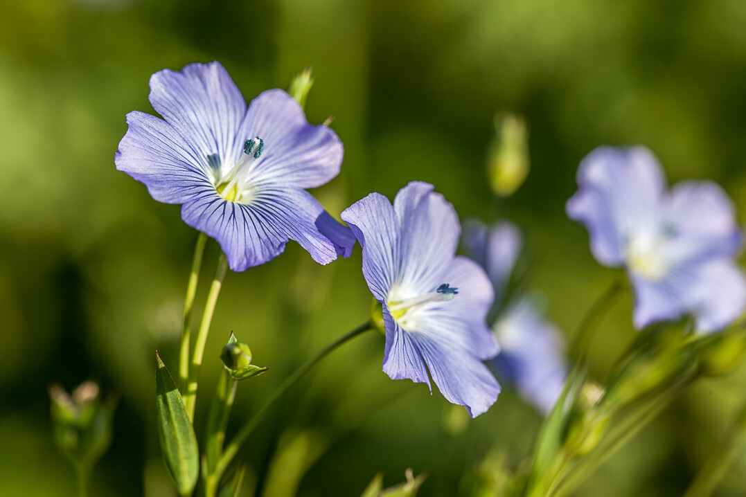Leider gibt es nur relativ wenige �llein-Sorten auf dem Markt.