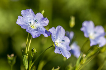 Leider gibt es nur relativ wenige �llein-Sorten auf dem Markt.