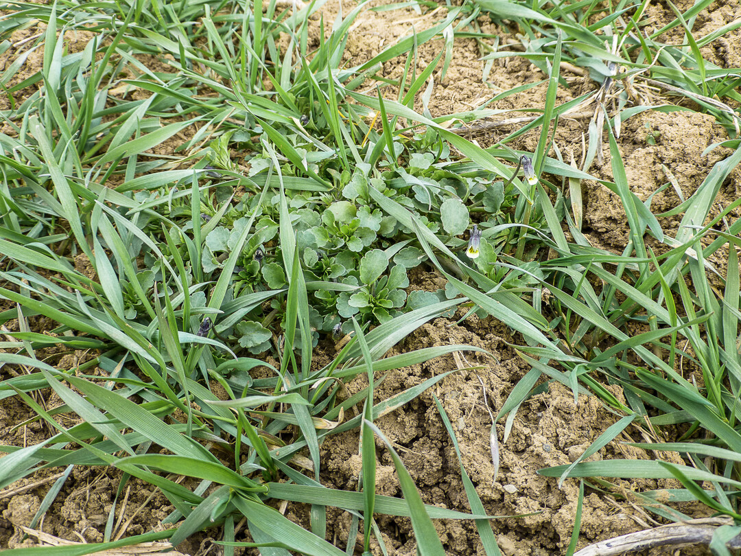 Achten Sie im Getreide auf eine strandortangepasste Bestandesdichte und eine frühe Regulierung der Unkräuter.